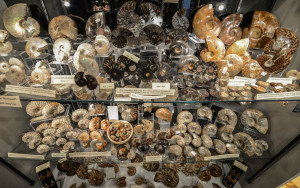 Assorted Ammonites